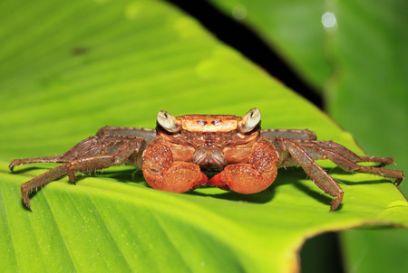 Rainforest Canopy Crab  aka Tree-climbing Crab  Species, Drake Bay, Osa Peninsula, Costa Rica