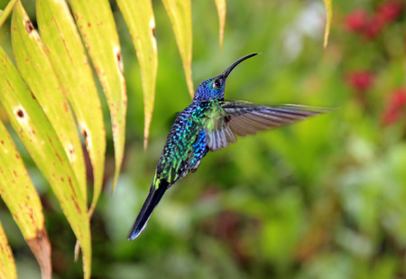 Violet Sabrewing  Campylopteros Hemileucurus  Hovering, La Paz Waterfall Gardens, Costa Ricaの写真素材