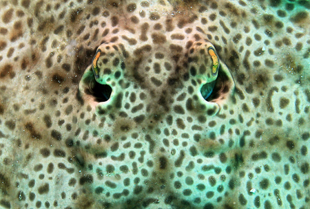 Close-up of a Round Stingray  Urolophus Halleri, aka Hallers Round Ray , Catalina Islands, Costa Ricaの写真素材