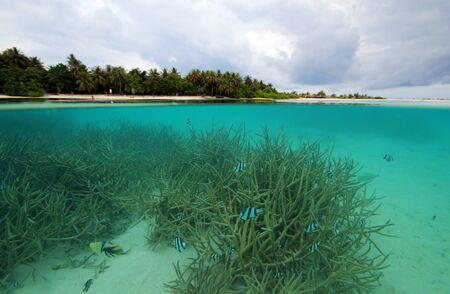 Split-screen View of a Tropical Island and Coral Reef, Sun Island (Nalaguraidhoo), South Ari Atoll, Maldivesの写真素材