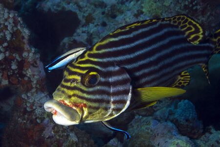 Close-up of an Oriental Sweetlips (Plectorhinchus Vittatus) Getting Cleaned by Two Bluestreak Cleaner Wrasses (Labroides Dimidiatus), South Ari Atoll, Maldivesの写真素材