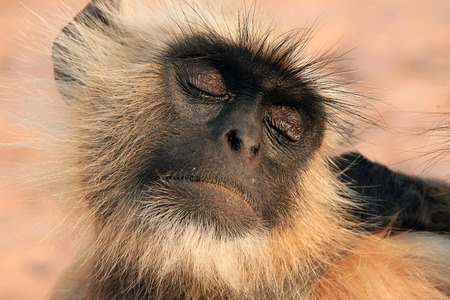 Closeup of a Gray Langur Semnopithecus Entellus aka Common Langur Enjoying Getting Cleaned Ranthambore Indiaの写真素材