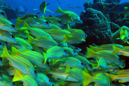 School of Bluestripe Snappers Lutjanus Kasmira aka Bluestripe Sea Perch Blueline Snapper South Ari Atoll Maldivesの写真素材