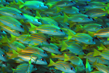School of Bluestripe Snappers Lutjanus Kasmira aka Bluestripe Sea Perch Blueline Snapper South Ari...