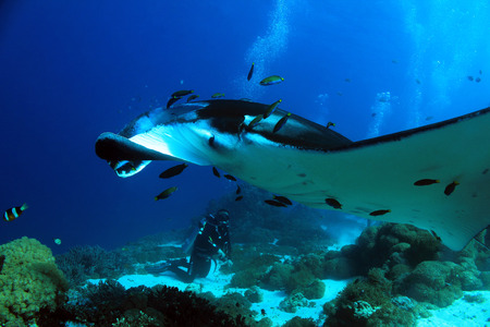 Manta Ray Manta Birostris Approaching Closely, with Diver in the Background, Komodo, Indonesiaの写真素材