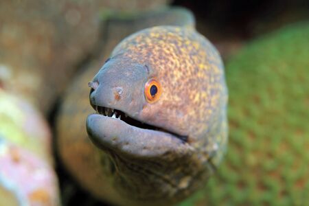 Close-up of a Yellow-edged Moray Gymnothorax Flavimarginatus. Padang Bai, Bali, Indonesia