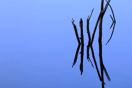 Branches Standing up out of Water, with Symmetrical Reflection, Ranthambore, Indiaの写真素材