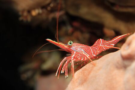 Durban Dancing Shrimp Rhynchocinetes Durbanensis, aka Hingebeak Prawn, Hinge-beak Shrimp. Padang Bai, Bali, Indonesiaの写真素材
