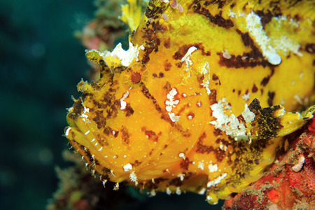 Close-up of a Yellow Leaf Scorpionfish Taenianotus Triacanthus, aka Leaf Fish, Paperfish. Padang Bai, Bali, Indonesiaの写真素材
