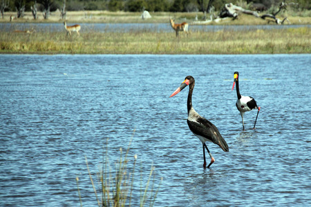 Saddle-billed Storks Ephippiorhynchus Senegalensis Wading in a Lake. Moremi Game Reserve, Botswana