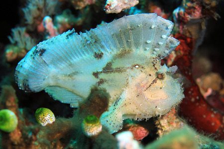 Leaf Scorpionfish Taenianotus Triacanthus, aka Leaf Fish, Paperfish. Flores, Indonesia