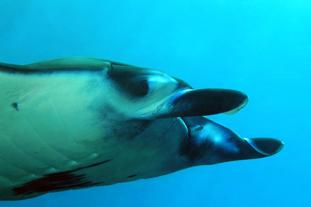 Close-up of a Manta Ray Manta Birostris at Nusa Penida. Bali, Indonesia