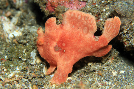 Painted Frogfish Antennarius Pictus. Padang Bai, Bali, Indonesiaの写真素材