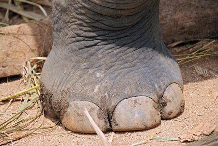 Close-up of an Elephants Foot. Pinnawela, Sri Lankaの写真素材