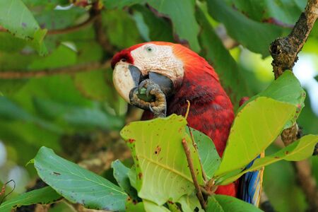 Scarlet Macaw Ara Macao Eating a Fruit. San Pedrillo, Corcovado, Costa Ricaの写真素材