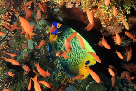 Blueface Angelfish (Pomacanthus Xanthometopon) in a School of Anthias. Komodo, Indoensia