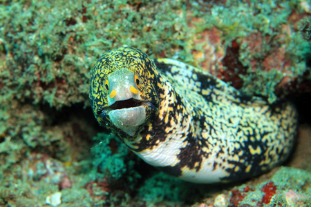 Snowflake Moray (Echidna Nebulosa, aka Clouded Moray). Padang Bai, Bali, Indonesia