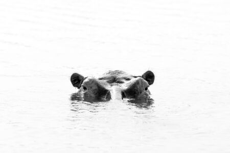 Hippopotamus in the Water, looking over the Surface. Black and white picture. Lake Mburo, Ugandaの写真素材