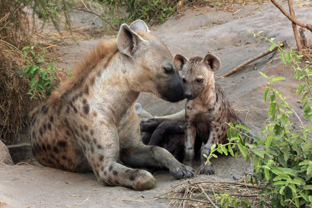 Spotted Hyena with Cubs. Ishasha, Queen Elisabeth, Ugandaの写真素材