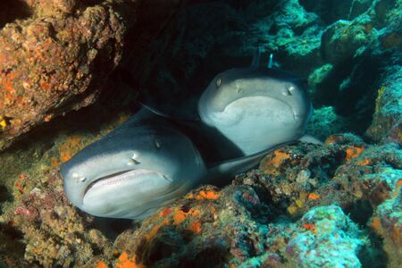 Two Whitetip Reef Sharks (Triaenodon obesus) Resting in a Cavern. Coiba, Panama