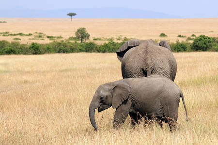 Elephant Baby with Mother on the Savannah. Maasai Mara, Kenyaの写真素材
