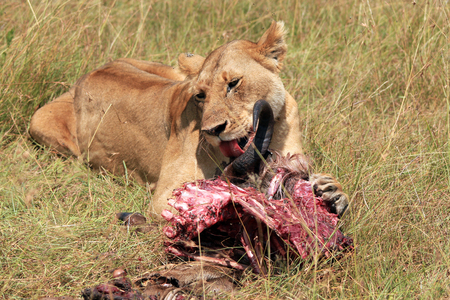 Lion (Panthera Leo) Eating a Wildebeest, Maasai Mara, Kenyaの写真素材
