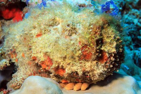 Close-up of a Stonefish (Synanceia Verrucosa), South Ari Atoll, Maldivesの写真素材