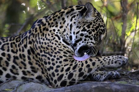 Close-up of a Jaguar Lying on the Ground, Licking its Leg. Pantanal, Brazilの写真素材