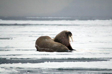 Two Walruses on the Ice, outside Spitsbergen. Svalbard, Norwayの写真素材