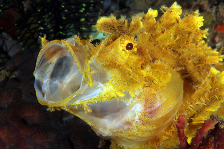 Yellow Weedy Scorpionfish (Rhinopias frondosa) with open Mouth. Anilao, Philippines