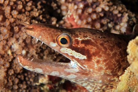 Close-up of a Barred-fin Moray (aka Bartail Moray, Gymnothorax zonipectis). Moalboal, Philippinesの写真素材