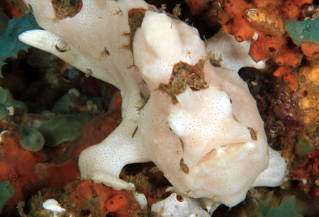 White Clown Frogfish (Antennarius maculatus, aka Warty Frogfish). Anilao, Philippines