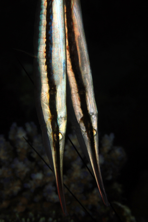 Close-up of Two Razorfish (Aeoliscus strigatus). Moalboal, Philippinesの写真素材