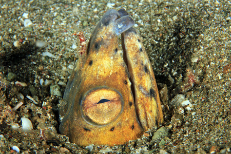 Snake Eel Sticking up from the Sand with a Shrimp on its Head. Anilao, Philippines