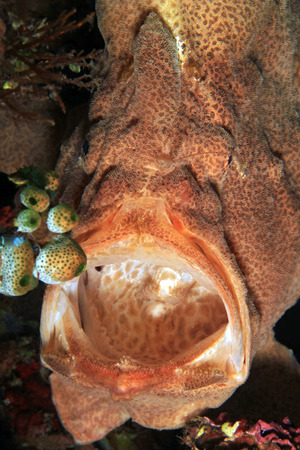 Giant Frogfish (Antennarius commerson) from Front, with Mouth Wide Open. Anilao, Philippines