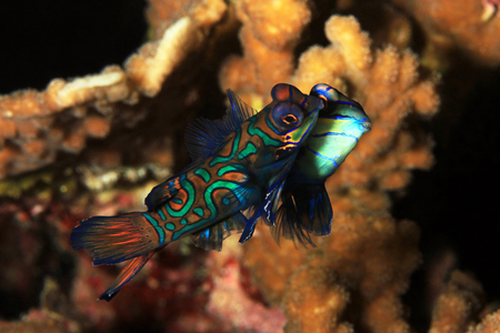 Mating Mandarinfish (aka Mandarin Dragonet, Synchiropus splendidus). Moalboal, Philippinesの写真素材