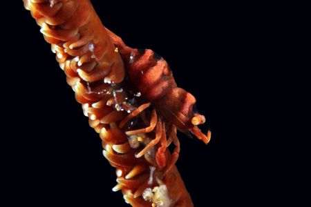 Red Whip Coral Shrimp (Dasycaris zanzibarica) on a Whip Coral. Anilao, Philippinesの写真素材