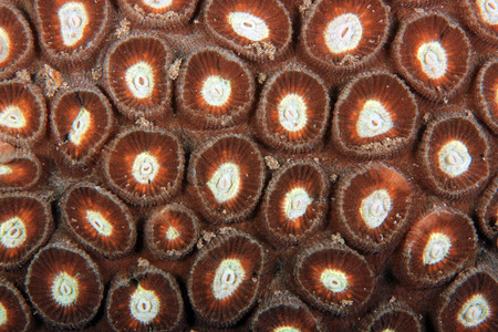 Hard Coral Texture, Close-up of a Hard Coral. Anilao, Philippines