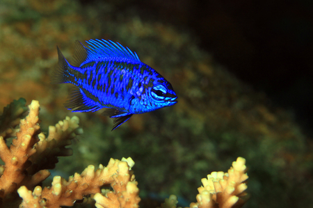 Springerï¿½s Damsel (Chrysiptera springeri) on a Coral. Moalboal, Philippinesの写真素材