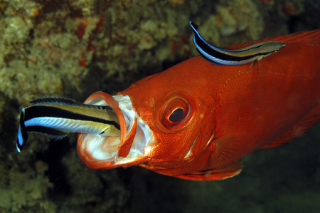Two Cleaner Wrasses on a Lunar-tailed Bigeye, one inside the Mouth. Tofo, Mozambiqueの写真素材