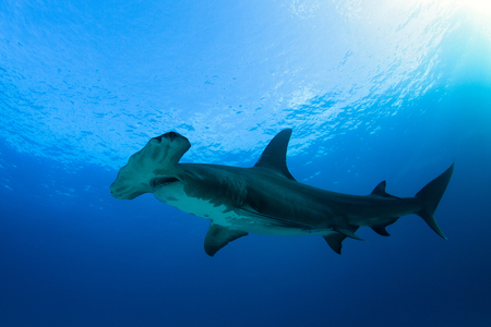 Great Hammerhead Shark (Sphyrna mokarran) against Blue Water and Surface. Tiger Beach, Bahamasの写真素材