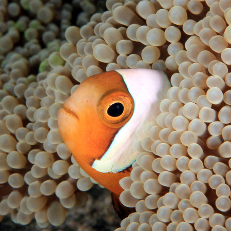 Saddleback Anemonefish (Amphiprion polymnus) in an Anemone. Anilao, Philippinesの写真素材