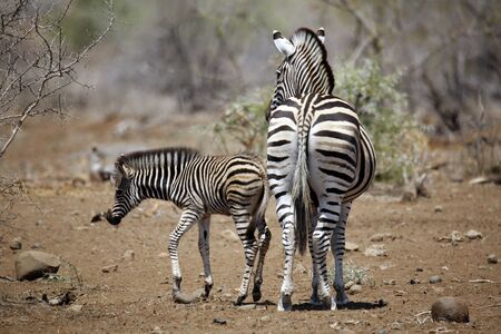 Burchell's Zebra (Equus burchelli) with Foal. Timbavati, Kruger Park, South Africaの写真素材