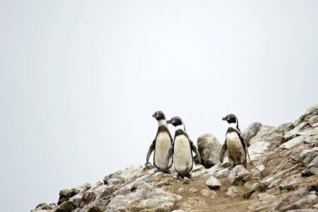 Three Humboldt Penguins (Spheniscus humboldti) on Rocks. Ballestas Islands, Paracas, Peruの写真素材