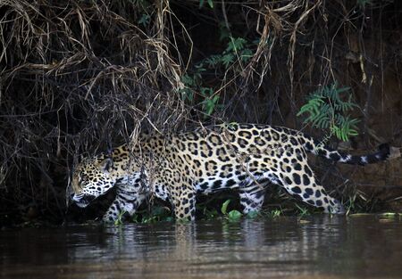 Jaguar Walking in Water along the River Bank, Searching for Caimans. Pantanal, Brazilの写真素材
