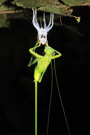 Cricket Upside Down on a Leaf, Molting its Exoskeleton. Tambopata, Amazon Rainforest, Peruの写真素材