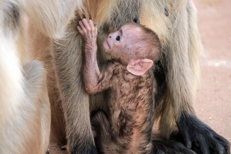 Baby Gray Langur (Semnopithecus entellus, aka Common Langur) Clinging to its Mother. Ranthambore,...