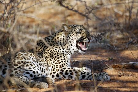 Leopard (Panthera pardus) Showing Teeth, Lying in the Bush.Balule Nature Reserve, Kruger Park, South Africaの写真素材