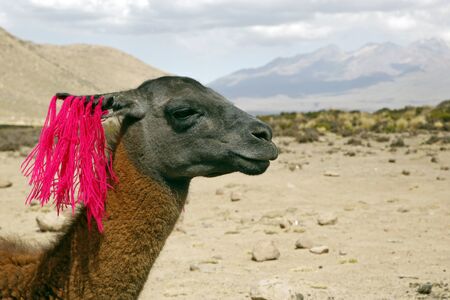 Brown Llama (Lama glama), with Mountains in the Background. Peru Highlands.