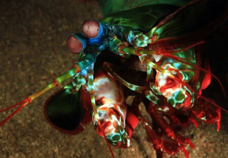Close-up of a Peacock Mantis Shrimp (Odontodactylus scyllarus, aka Harlequin Mantis Shrimp). Padang...